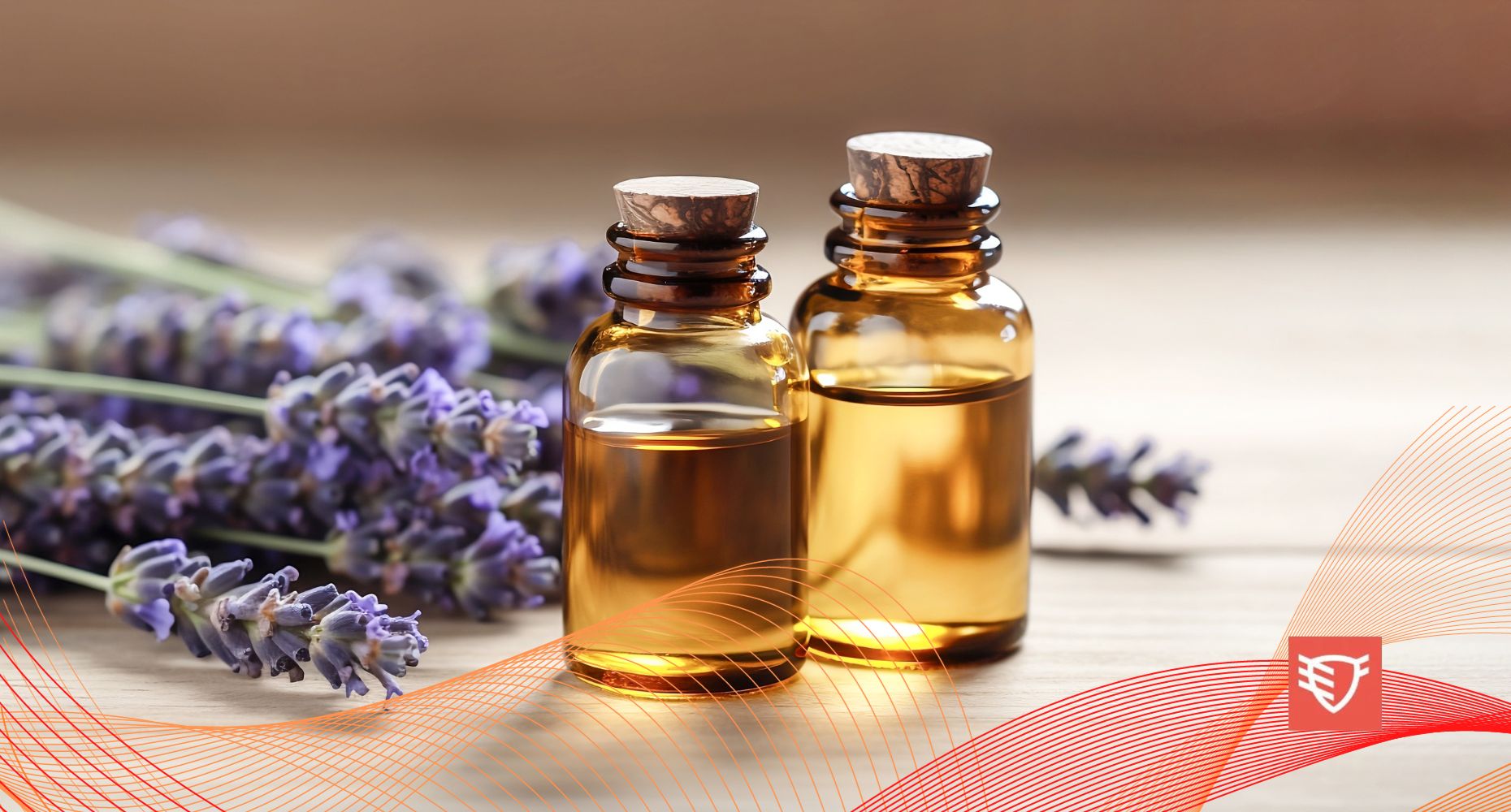 Olejek lawendowy na lepszy sen. Jak stosować olejek eteryczny z lawendy, by lepiej zasypiać?