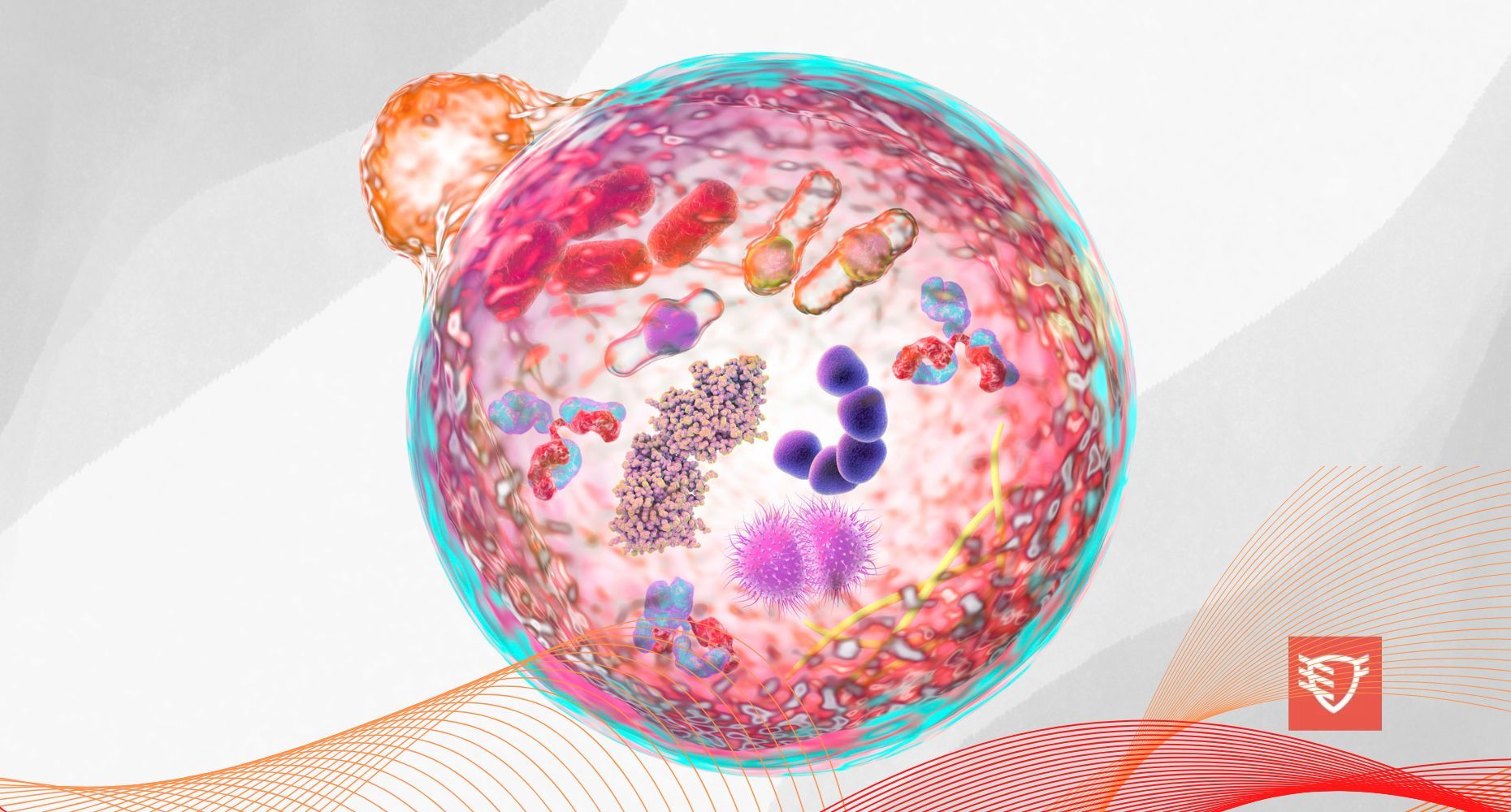 Autofagia – czyli jak aktywować oczyszczanie organizmu